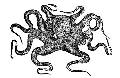 Vintage ink drawing of an octopus